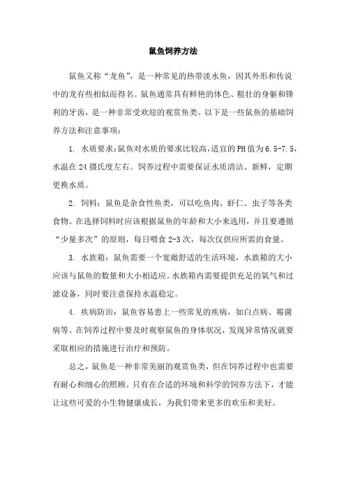 鼠鱼饲养方法
