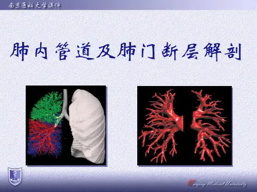 肺门及肺内管道断层解剖