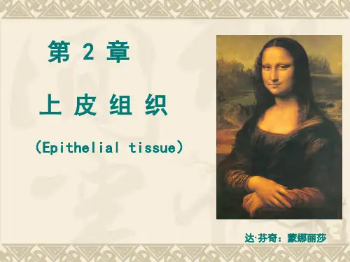 组织学 上皮组织