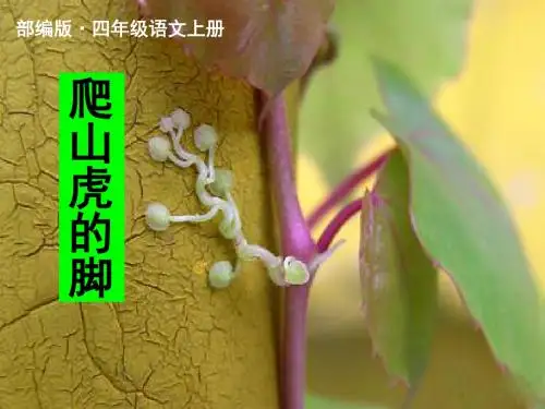 2019年最新部编版(统编版)四年级语文上册第10课《爬山虎的脚》ppt精品课件