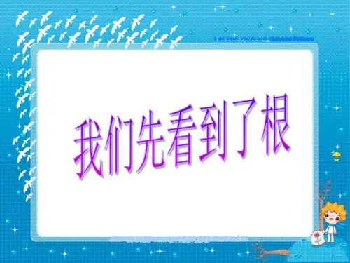 教科版科学三年级下册《我们先看到了根》教学课件