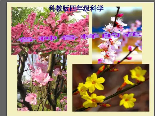 科教版四年级科学下册《各种各样的花》1ppt课件