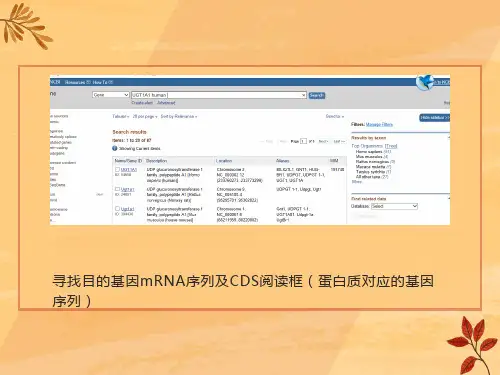 质粒目的基因插入及引物设计流程