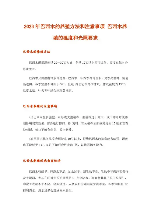 2023年巴西木的养殖方法和注意事项 巴西木养殖的温度和光照要求