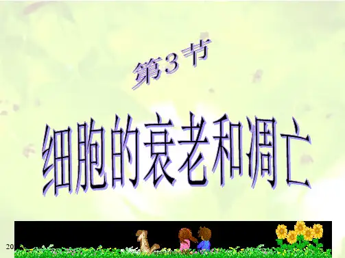 人教版必修一第六章第三节细胞的衰老和凋亡共32张PPT