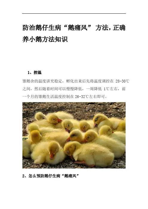 防治鹅仔生病“鹅痛风”	方法,正确养小鹅方法知识