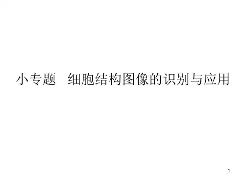 高中生物-细胞结构功能图