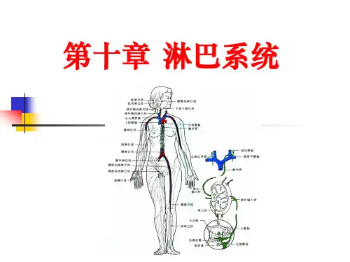 淋巴系统系统解剖学