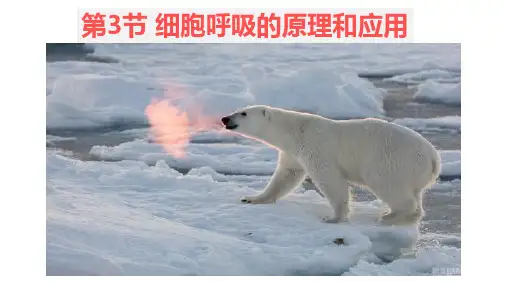 高中生物  细胞呼吸的原理和应用