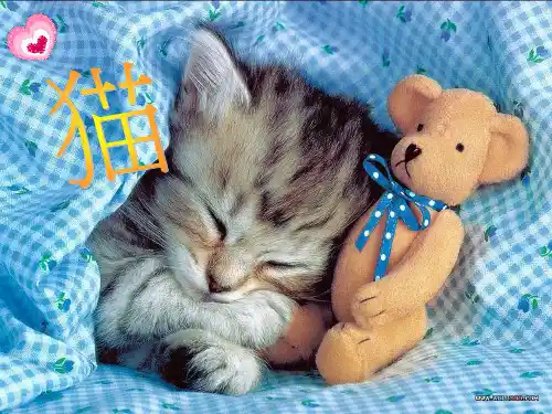 猫的品种