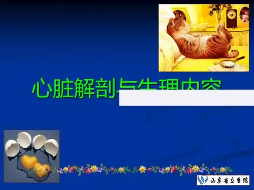 心脏解剖与心脏电生理基础 PPT课件