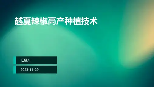 越夏辣椒高产种植技术