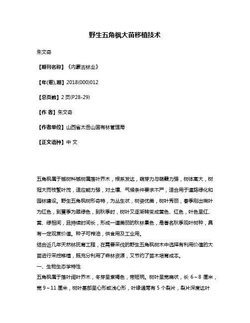 野生五角枫大苗移植技术