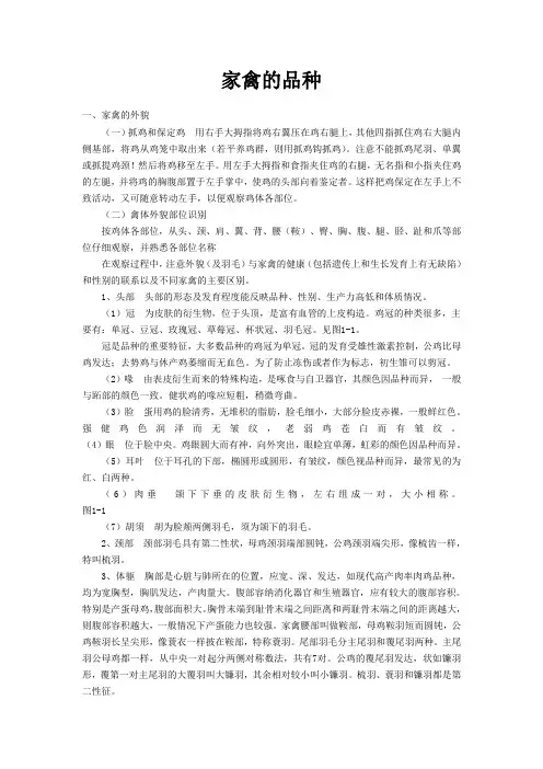 家禽的品种0