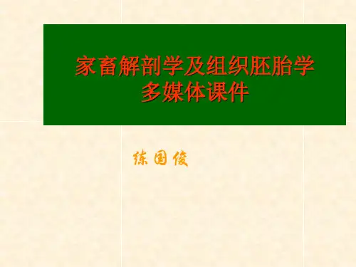 被皮系统