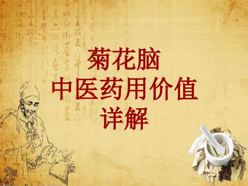 中药学_菊花脑_药材详解课件模板