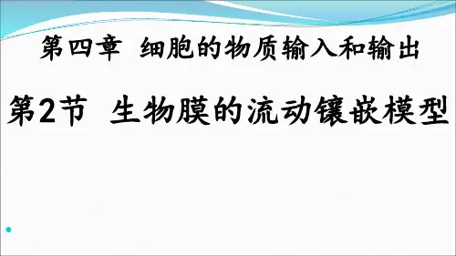 生物膜的流动镶嵌模型