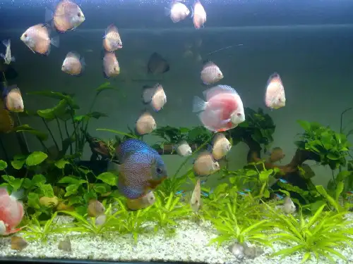 28《浅水洼里的小鱼》ppt课件03651共50页