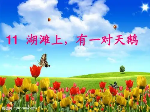 《湖滩上,有一对天鹅》课件