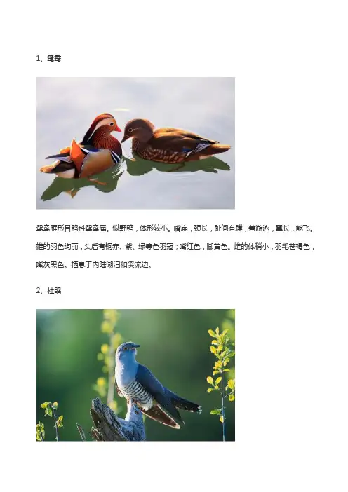 常见鸟类大全鸟名图片