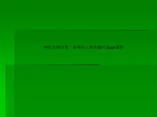 神经生物学第一章神经元和突触叶迪ppt课件
