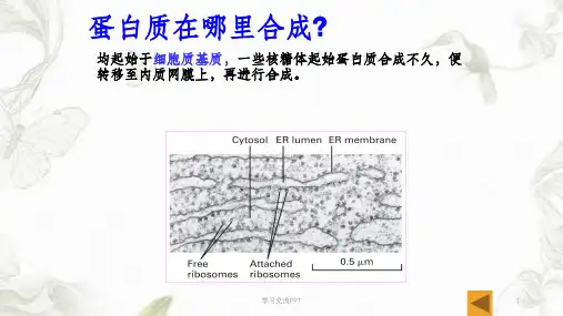 蛋白质的分选课件