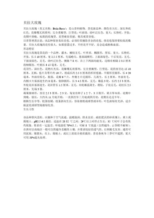 贝拉大玫瑰简介