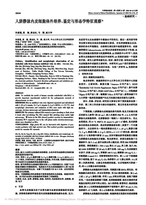 人脐静脉内皮细胞体外培养_鉴定与形态学特征观察