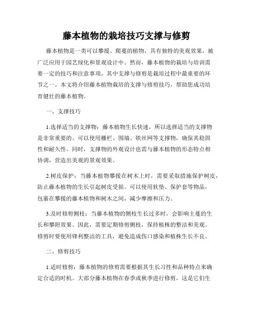 藤本植物的栽培技巧支撑与修剪