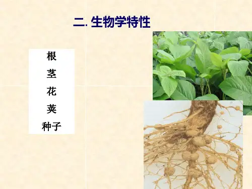 大豆生育特点