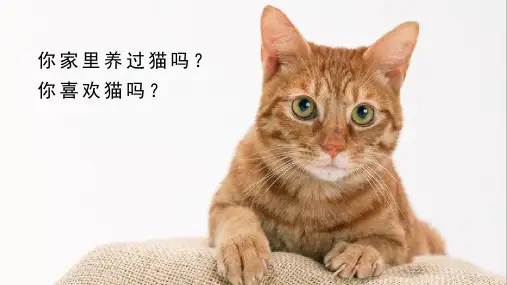 最新人教版四年级语文下册《猫》精品课件(共27张PPT)