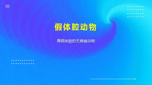 假体腔动物 