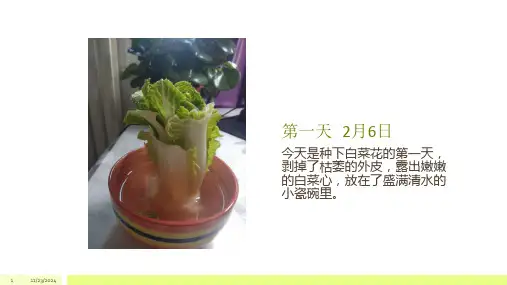 白菜花-生长记录.pptx