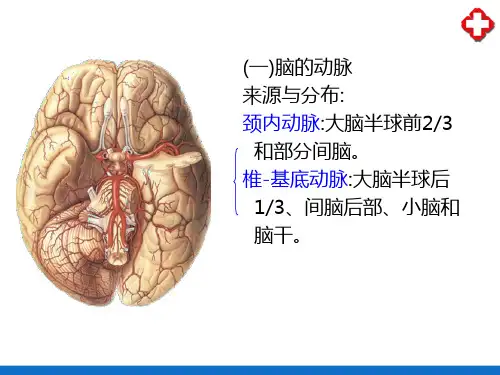 脑和脊髓的血管(人体解剖学)