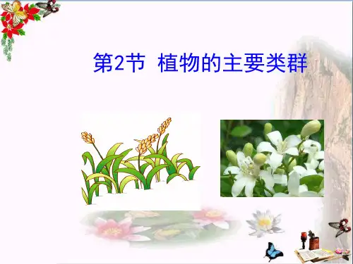 《植物的主要类群》PPT