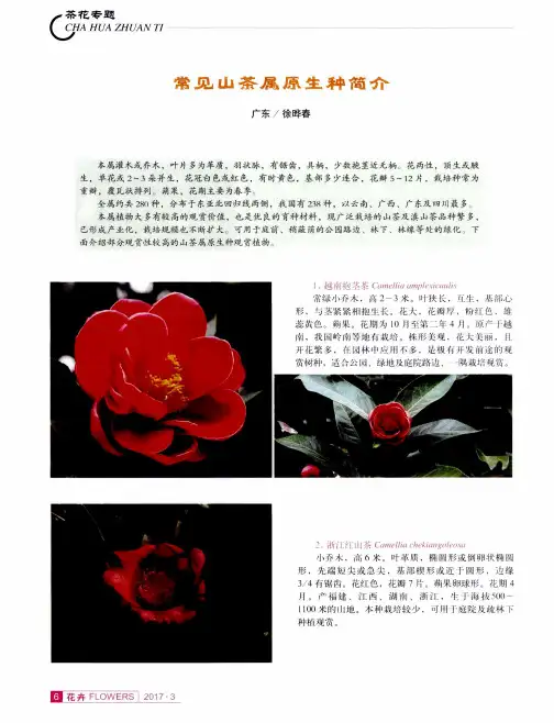 常见山茶属原生种简介