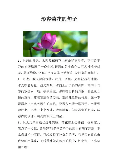 形容菏花的句子