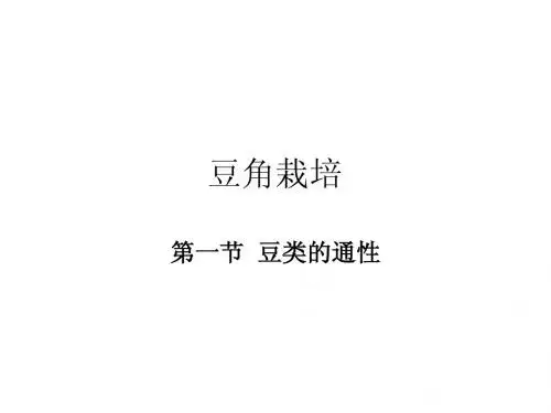 豆角栽培