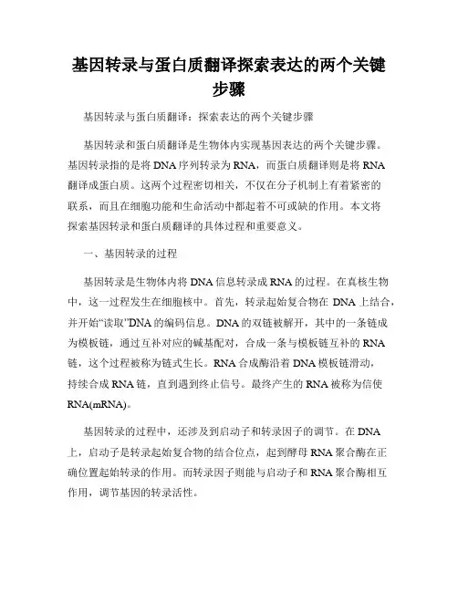 基因转录与蛋白质翻译探索表达的两个关键步骤