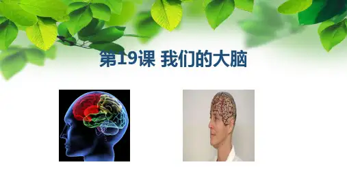 苏教版五年级科学上册第19课《我们的大脑》课件