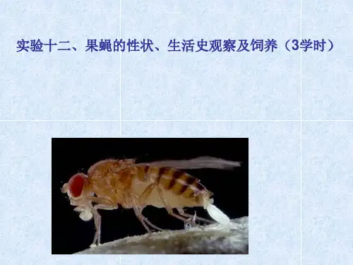 果蝇的性状、生活史观察及饲养