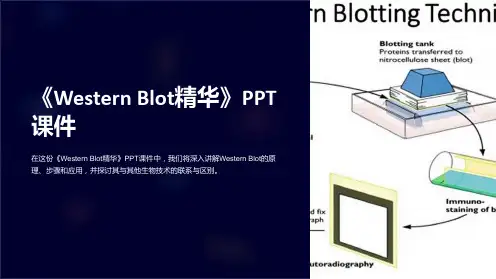 《westernblot精华》课件