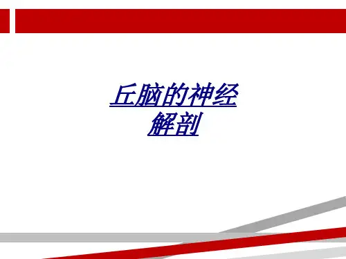 丘脑的神经解剖-讲义