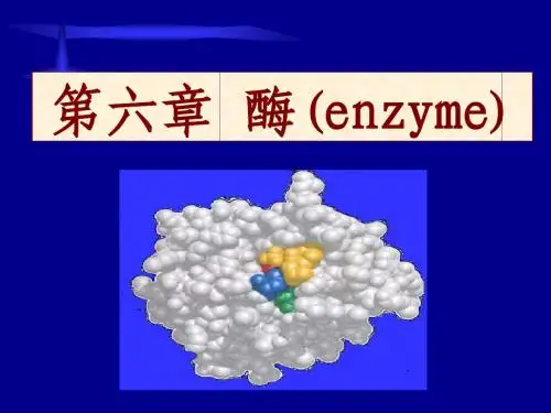 第六章 酶