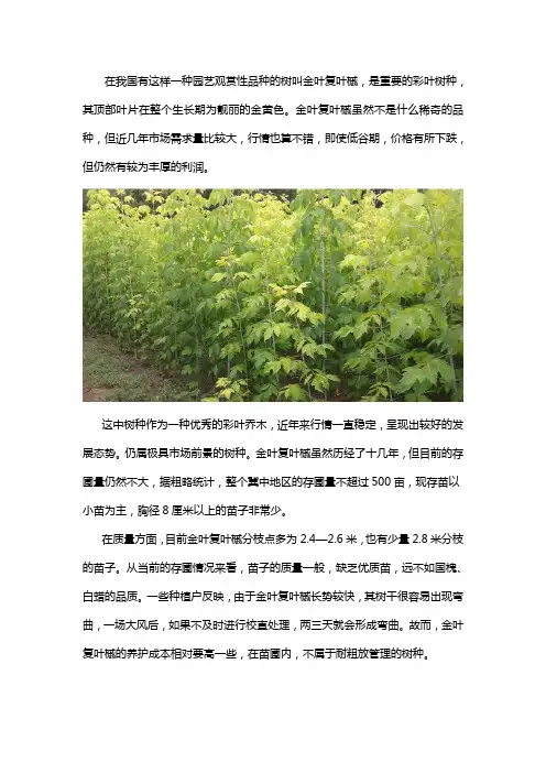 金叶复叶槭的种植前景