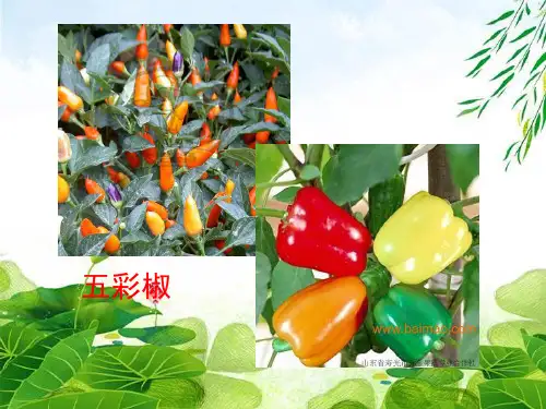 人教版高中生物必修二第5章第1节基因突变和基因重组 课件(共36张PPT)精选优质 课件