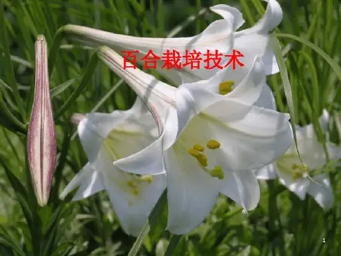 百合栽培技术最新PPT课件