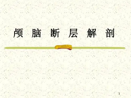 颅脑断层解剖ppt课件