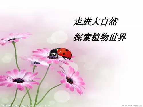 二年级语文上册《一粒种子的旅行》课件