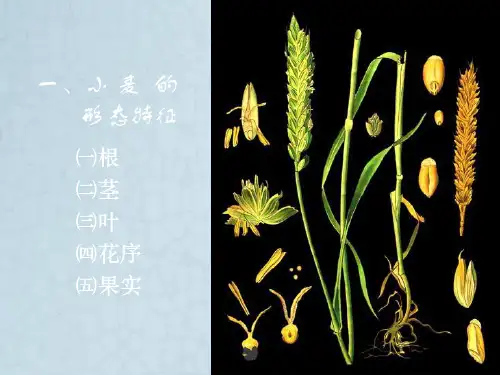 小麦栽培技术——春小麦的生长发育规律